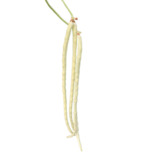 豆角种籽子猪仔豆肉厚高产豇豆四季豆无架长豆角种子蔬菜种孑大全