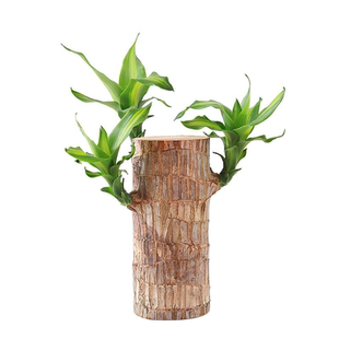 巴西木盆栽幸运木土培老桩格鲁特盆景绿植开花带芽孢水培树苗摆件