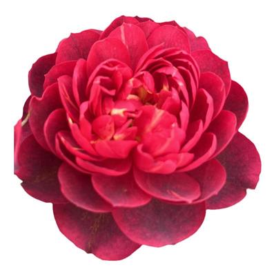 阳台微月--多头大花带香味