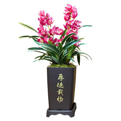 中国龙桌面盆栽美观大气