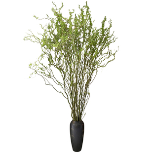 龙柳鲜枝水培植物客厅旺宅绿植雪柳带花苞花卉室内盆栽好养活国风