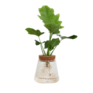 乐可植物 水培植物春羽小铁树黑骨茶办公室桌面室内好养懒人盆栽