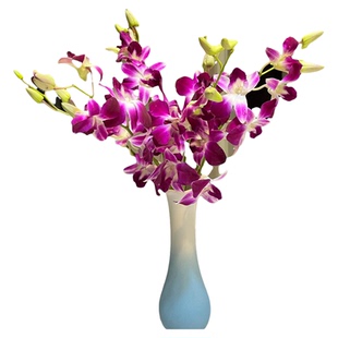 泰国紫色洋兰鲜花云南直发室内水养新鲜插花节日礼物花束鲜切花