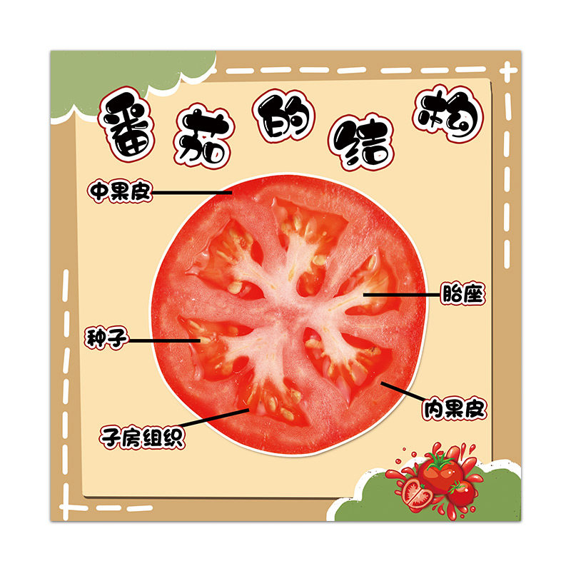 幼儿园番茄主题墙面环创西红柿生长过程营养搭配自然区植物角贴画