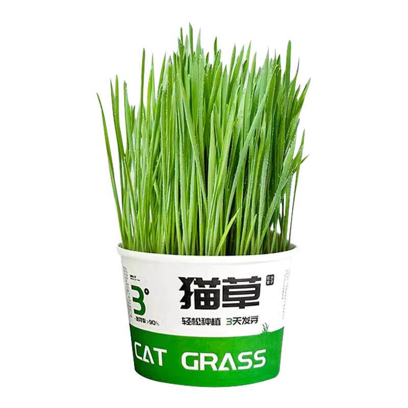 种不出包退!鹦鹉麦芽草零食