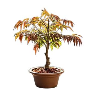 红油香椿树苖正宗食用香春树苗四川春芽南方北方种植果苗地栽盆栽