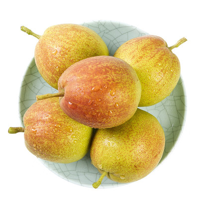 正宗新疆库尔勒香梨应季