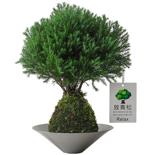 【放青松】雾凇盆栽苔藓球客厅植物办公室内桌面工位创意好养绿植