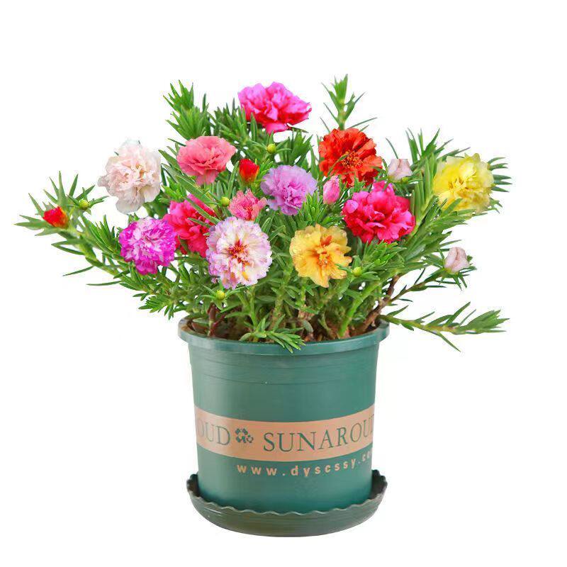 养不死的重瓣太阳花苗带根带花苞月季/蔷薇/玫瑰