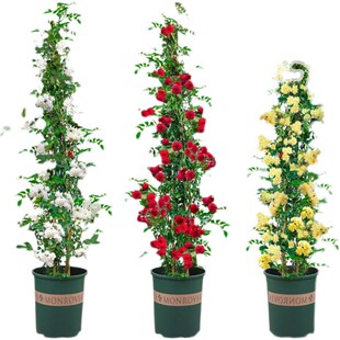 黄木香花苗甜蜜红木香浓香花卉白色七里香阳台爬藤本蔷薇植物盆栽