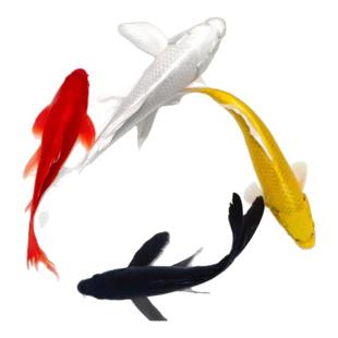 活体锦鲤冷水观赏鱼淡水好养耐活纯种好运连连黄金锦鲤草金鱼宠物