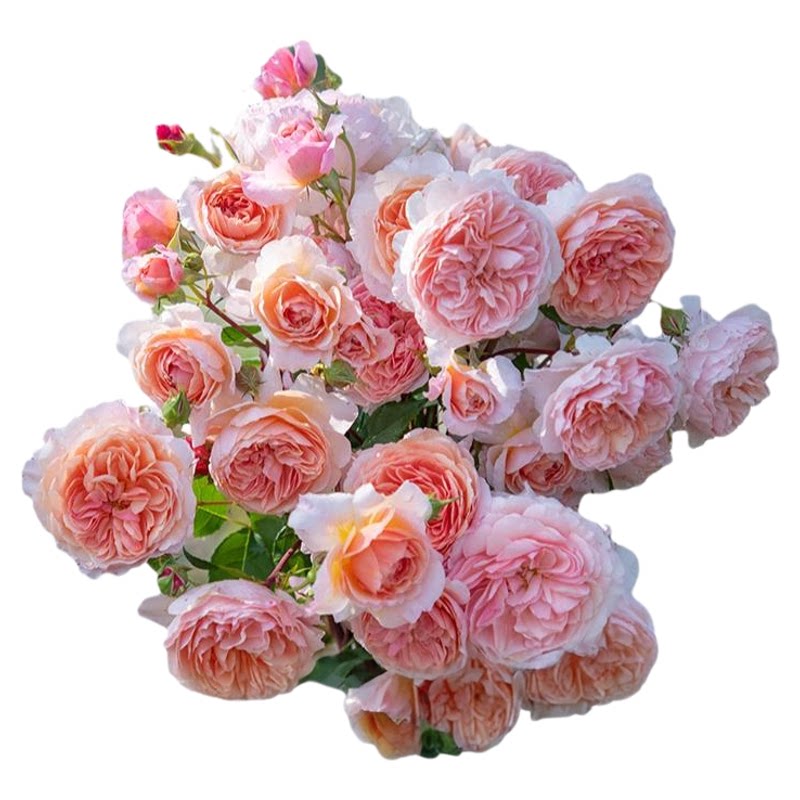 海蒂的花园旗舰店月季花苗玫瑰花卉盆栽爬藤植物粉色龙沙宝石大苗