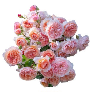 海蒂的花园旗舰店月季花苗玫瑰花卉盆栽爬藤植物粉色龙沙宝石大苗