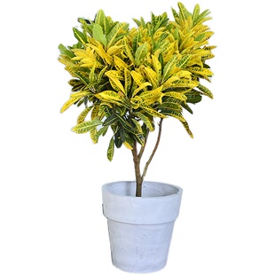 黄金变色木盆栽大型老桩七彩星点木庭院绿植阳台室内洒金木植物