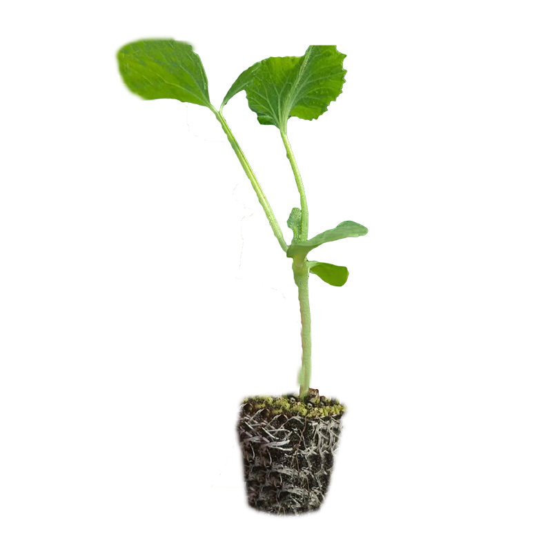 羊角蜜甜瓜秧苗颗颗粗壮产量高