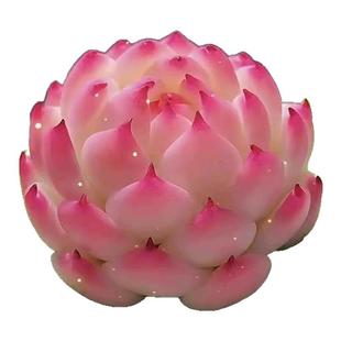 法兰西玫瑰多肉植物大颗组合贵货盆栽办公桌面阳台花卉法师好养