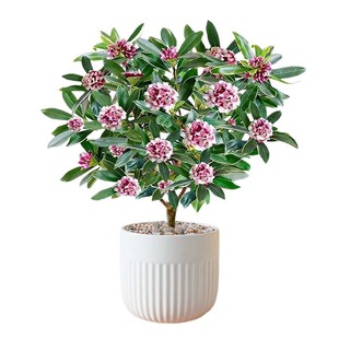 金边瑞香盆栽浓香型带花苞大苗老桩客厅室内花卉四季耐寒植物盆景