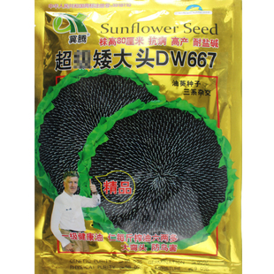 正品进口667 美国矮大头油葵种子 三系杂交高出油率 高产型油葵籽