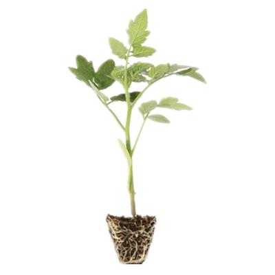 粉贝贝番茄苗超甜千禧圣女果秧苗