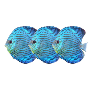 蓝松石七彩神仙鱼板老虎狗粗线条纹热带观赏鱼苗渔场直销包邮包损