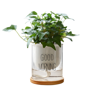 北欧风ins琴叶榕小盆栽室内耐阴绿植办公室桌面易养创意水培植物