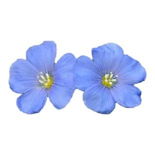 蓝花亚麻花种子适合冬天种的花籽四季阳台室内外庭院盆栽耐寒花卉