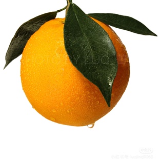 湖北九月红果冻橙 秭归脐橙现摘时令新鲜水果爆汁柑橘甜