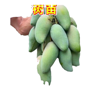 四季芒果苗树贵妃芒果树果苗南北方种植庭院耐寒嫁接枝条水果树苗