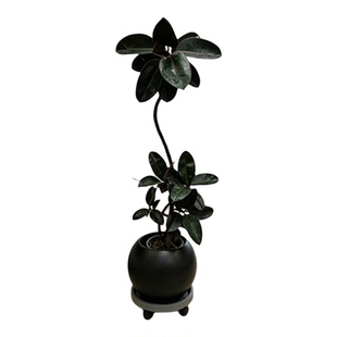 黑金刚橡皮树客厅大型绿植高级感造型大盆栽轻奢办公室好养真植物