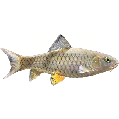 军鱼倒刺鲃原生淡水路亚鱼