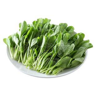四季光速鸡毛菜种子阳台盆栽青菜籽种青梗小白菜种子油菜蔬菜种籽