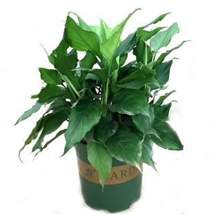 大万年青盆栽广东万年青室内客厅办公室送礼祝贺开业四季常青植物
