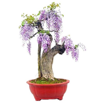 爬藤植物紫藤花苗春天秋天藤本