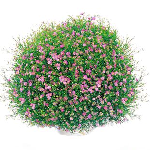 波斯菊种子好养的花卉种孑四季花种易活开花不断花种籽子庭院种籽