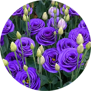 进口重瓣洋桔梗花种籽混色易活花卉种籽子四季播种开花室内外花籽