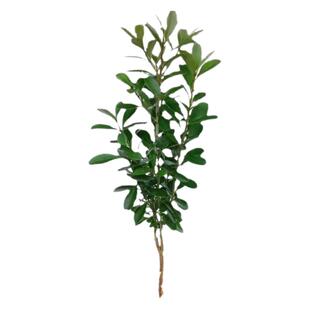 雀舌黄杨小树苗室外耐寒耐旱豆瓣黄杨苗常青庭院小叶黄杨小绿化苗