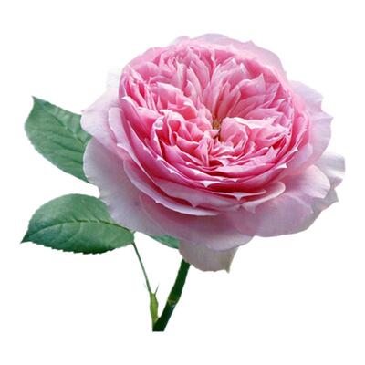 浩田花苑荷兰灌木快乐之源玫瑰