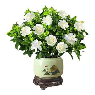 栀子花盆栽大苗浓香带花苞花卉植物办公室内阳台桌面好养易活绿植