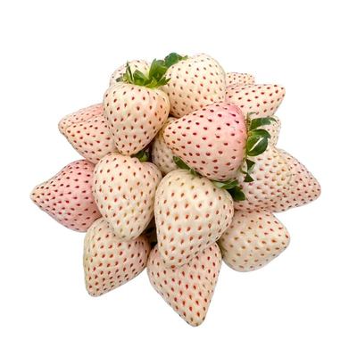 越雪妃草莓苗秧四季盆栽草莓苗超甜红颜章姬真红美玲草莓阳台小院