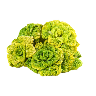 黄心乌塌菜籽雪里金花蔬菜耐寒乌塌菜种孑四季菊花白菜乌塔菜菜子