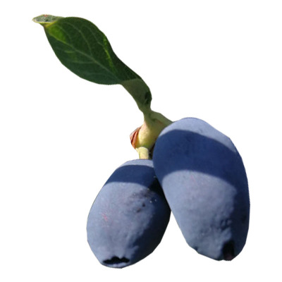 长白山蓝靛果冷冻天然无农药