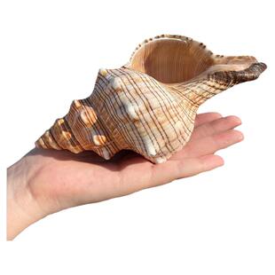 天然真贝壳海螺摆件赤旋螺鱼缸造景家居装饰品儿童礼物大海的声音