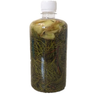 新鲜野生侧柏叶泡酒密护发水白发酒精泡侧柏叶老生姜脂溢性头发