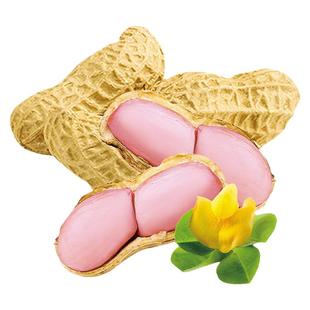 鲁寿红花生种子山东高产薄壳种籽黑带壳红皮花生米孑子南方新品种