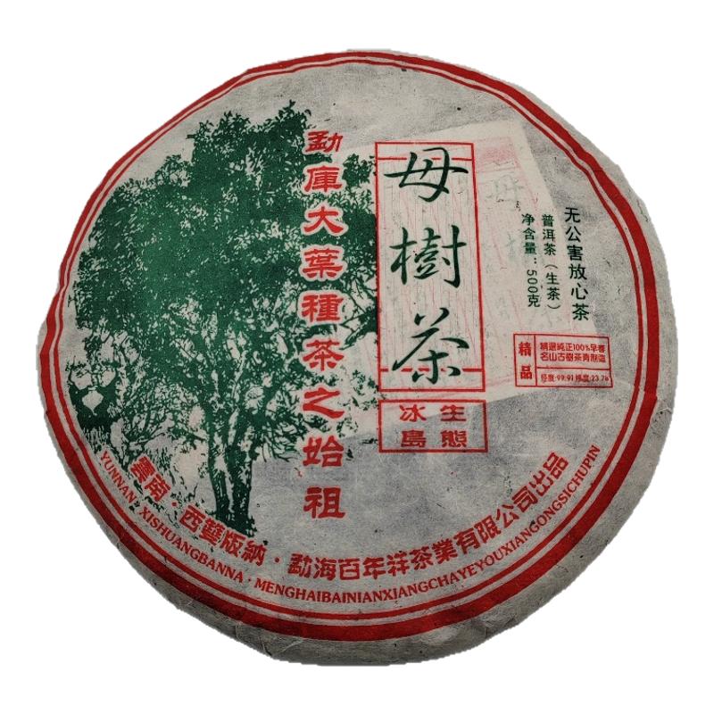 云南普洱茶春茶勐库大叶种2022年冰岛生态母树茶春茶古树500g茶饼