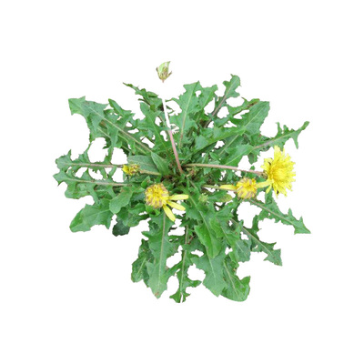 野菜种子种籽孑蔬菜荠菜茴香苋菜