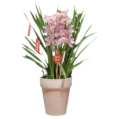 海蒂的花园大花蕙兰盆栽花苗