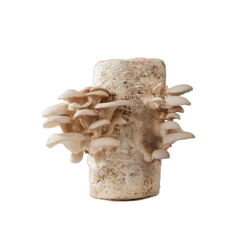 蘑菇种植包可食用黑平菇菌菇包儿童家庭自种趣味小盆栽香菇菌种包
