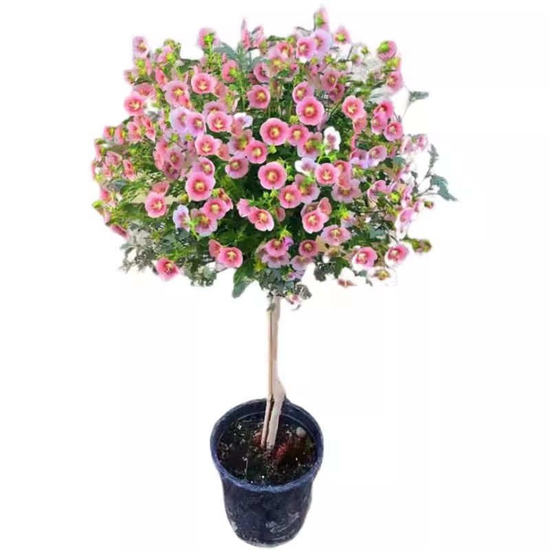 小木槿庭院室内盆栽四季花卉植物