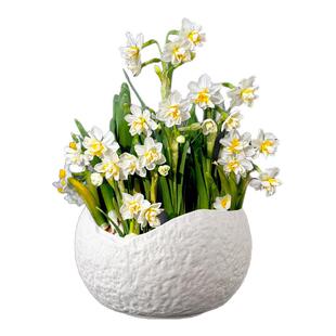 花盆陶瓷无孔养鱼仿石头盆景盆创意大号水培铜钱草绿萝水仙花的盆